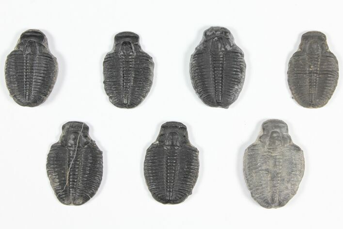 Lot: / Elrathia Trilobite Molt Fossils - Pieces #92140